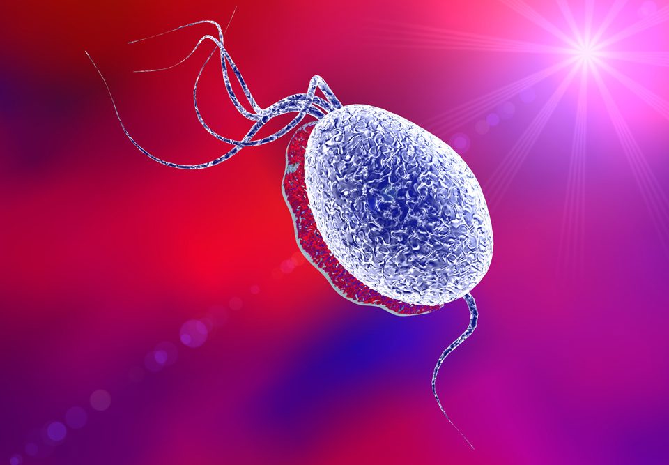 Trichomoniasis