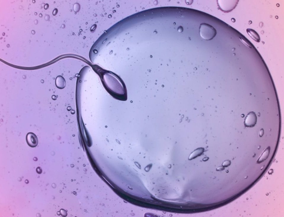 The Difference between Sperm and Semen