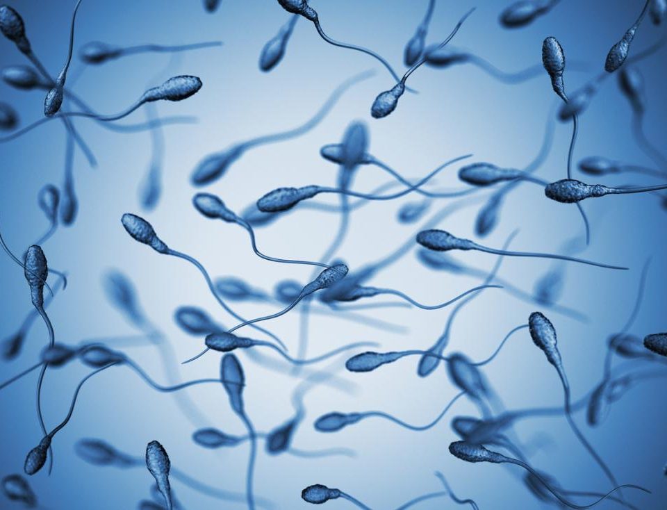 What sex are sperm